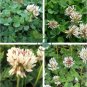 Trifolium repens Seeds White Clover Hokkaido 1000 Seeds