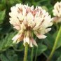Trifolium repens Seeds White Clover Hokkaido 1000 Seeds