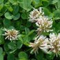 Trifolium repens Seeds White Clover Hokkaido 1000 Seeds