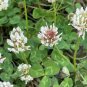 Trifolium repens Seeds White Clover Hokkaido 1000 Seeds
