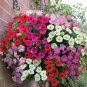 Many Color Hanging Petunia 400 Seeds