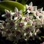 Flower Bonsai Hoya Kerrii Bonsai (December Orchid) Family 200 Seeds