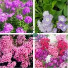 Phlox Flower Outdoor Bonsai Plant 400 Seeds