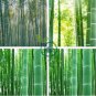 Perennial Bamboo Plant Fresh Giant Mixed Moso Bambu Plant 40 Seeds