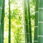 Perennial Bamboo Plant Fresh Giant Mixed Moso Bambu Plant 40 Seeds