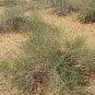 Sand Calligonum Tree Semente 200 Seeds