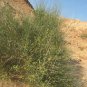 Sand Calligonum Tree Semente 200 Seeds