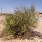 Sand Calligonum Tree Semente 200 Seeds