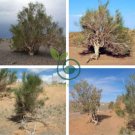 Haloxylon Ammodendron Tree Semente 200 Seeds