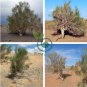 Haloxylon Ammodendron Tree Semente 200 Seeds