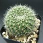 Cactus Rebutia Variety Flowering Color Cacti 200 Seeds