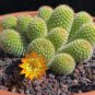 Cactus Rebutia Variety Flowering Color Cacti 200 Seeds