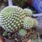 Cactus Rebutia Variety Flowering Color Cacti 200 Seeds