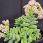 Succulents Flower Plants Beautiful 600 Seeds