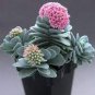 Succulents Flower Plants Beautiful 600 Seeds