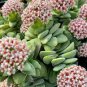 Succulents Flower Plants Beautiful 600 Seeds