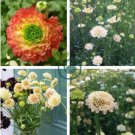New Fresh Scabiosa Flower Plantas Perennial 200 Seeds