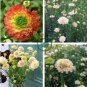 New Fresh Scabiosa Flower Plantas Perennial 200 Seeds