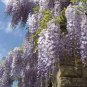 Climbing Wisteria Flower 10 Seeds