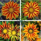 Gazania Potted 40 Seeds