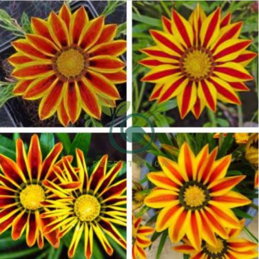 Gazania Potted 40 Seeds