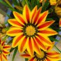 Gazania Potted 40 Seeds