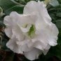 Adenium Obesum Desert Roses Rare 40 Seeds