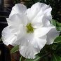 Adenium Obesum Desert Roses Rare 40 Seeds