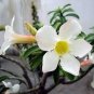Adenium Obesum Desert Roses Rare 40 Seeds