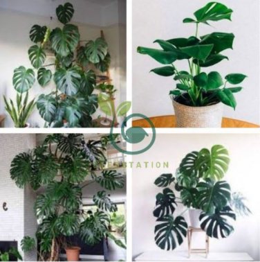 Philodendron 200 Seeds