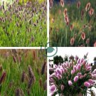 Rabbit Tails Grass 600 Seeds