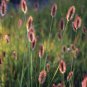 Rabbit Tails Grass 600 Seeds