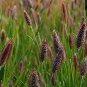 Rabbit Tails Grass 600 Seeds