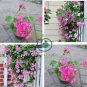 Rare Centipede Coral Geranium Bonsai Garden 20 Seeds