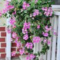 Rare Centipede Coral Geranium Bonsai Garden 20 Seeds