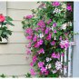 Rare Centipede Coral Geranium Bonsai Garden 20 Seeds