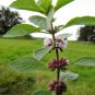Mentha Arvensis Wild Field Herb Flower 100 Seeds