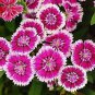 Dianthus Chinensis 100 Seeds
