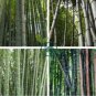 Gaint Long Bamboo 100 Seeds