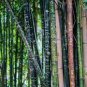 Gaint Long Bamboo 100 Seeds