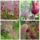 Geum Triflorum Purple Prairie Avens Flower   100 Seeds