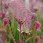 Geum Triflorum Purple Prairie Avens Flower 100 Seeds