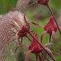 Geum Triflorum Purple Prairie Avens Flower 100 Seeds