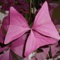 Red Oxalis 200 Seeds