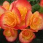 Begonia Flower   200 Seeds