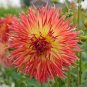 Chrysanthemum Perennial Flowers 400 Seeds