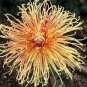 Chrysanthemum Perennial Flowers 400 Seeds