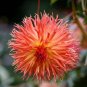 Chrysanthemum Perennial Flowers 400 Seeds