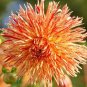 Chrysanthemum Perennial Flowers 400 Seeds