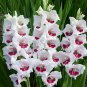 Gladiola Flower  - White Compact Flowers with Rose Red Centre  600 Seeds